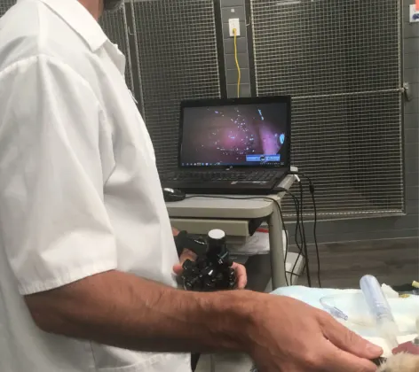 Doctor performing an endoscopy procedure
